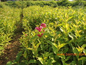 紅王子錦帶價格解析與山東青州國際花博會苗木基地推薦