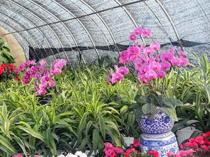 銀川花卉消費又走俏 禮品花卉銷售